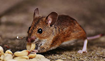 24 Hour & Emergency Exterminators in Greenstone, PA